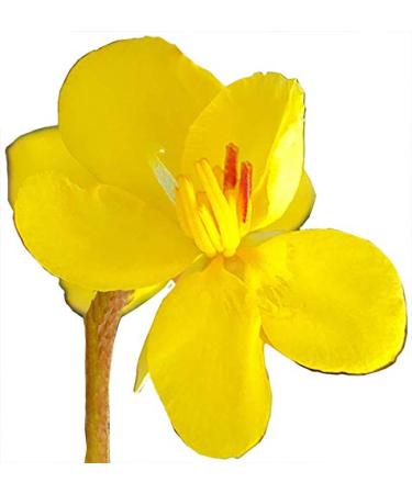 Buy 100% Pure Cassia Essential Oil (Cinnamomum Cassia) - 10 ML | Premium Quality | International Shipping Available - Buy Online on GoSupps.com