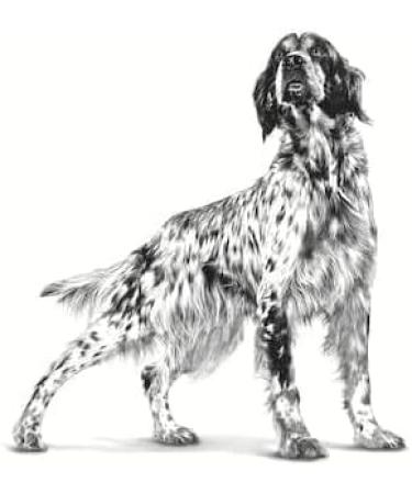 ROYAL CANIN Urinary S/O Moderate Calorie Wet Dog - 12 x 100g - Buy Online on GoSupps.com