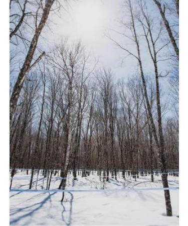 47 North Canadian Organic Maple Sugar - 2 x 250g Bags - Single Source - Buy Online on GoSupps.com