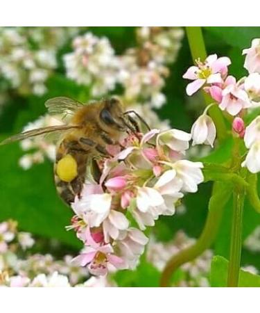 Organic buckwheat grains (1800 g) certified "gluten-free" germicidal gently hulled without heat in Upper Bavaria/Germany very good for vegan and vegetarian diets - Buy Online on GoSupps.com