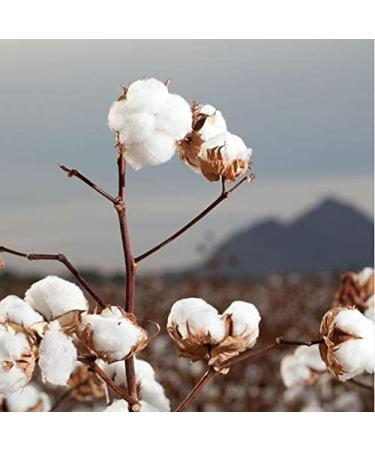 Organyc Organic Cotton Pads - 70 Pack | Eco-Friendly & Hypoallergenic - Buy Online on GoSupps.com