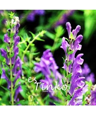 SEMI PLAT firm-50pcs Baical Scutellaria radice Semi cinese Scutellaria baicalensis Georgi semi di Fiore Bonsa Pianta giardino domestico di DIY