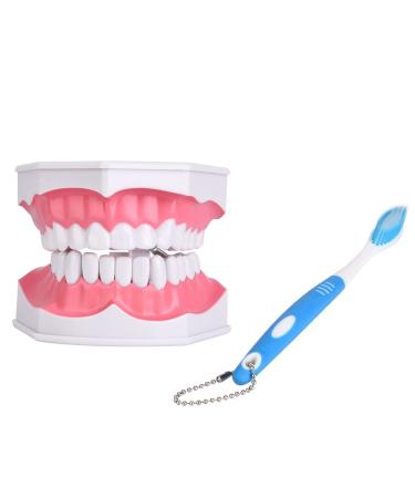 Dental Teaching Teeth Model for Kids | Educational Tooth Brushing Tool for Oral Care - Buy Online on GoSupps.com