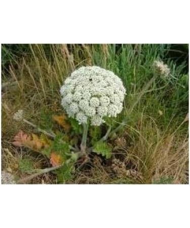 Carrot 1 KG POWDER Daucus carota - Buy Online on GoSupps.com