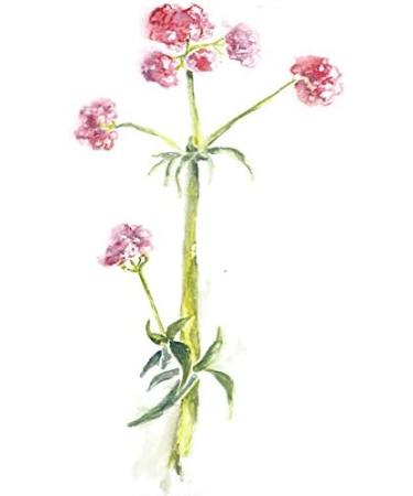 Maui Medicinal - Valerian Root 60 Veggie Capsules - 450 mg per Capsule Organically Grown - Buy Online on GoSupps.com