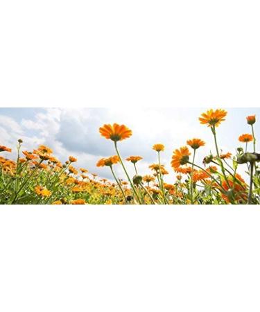 Weleda Diaper Care Calendula 2.8 oz: Gentle and Effective Protection for Baby's Delicate Skin - Buy Online on GoSupps.com