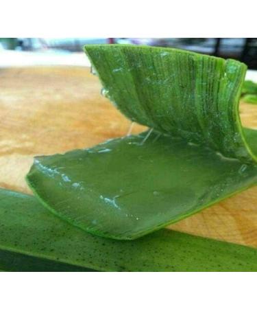 HoitoDeals Natural Organic Fresh Queen Aloe Vera Leaf Alovera Leaves Gel (50cm 1Pcs) 1 Leaf - Buy Online on GoSupps.com