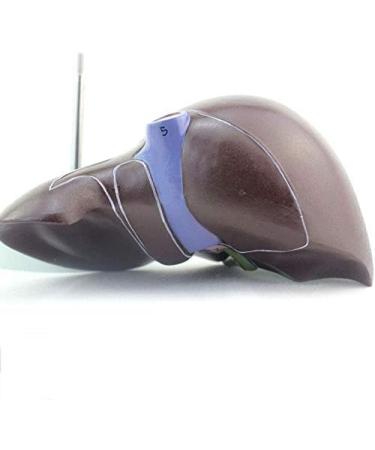 1: 1 Anatomical Human Liver Liver Lobe Gallbladder Model Medical School - Buy Online on GoSupps.com