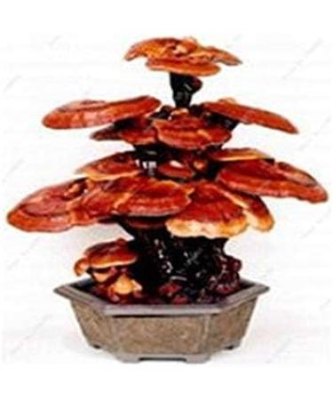 Potseed 5gOriginal Package lobular Leaf Chrysanthemum Chrysanthemum coronarium vegetable seed Plants DIY Home Garden Free Shipping - Buy Online on GoSupps.com