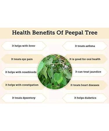 SS Arasa Ilai Powder | Peepal Leaves | Ficus Religiosa Leaf Sacred Fig | Pippalam Ila 300 gm - Buy Online on GoSupps.com