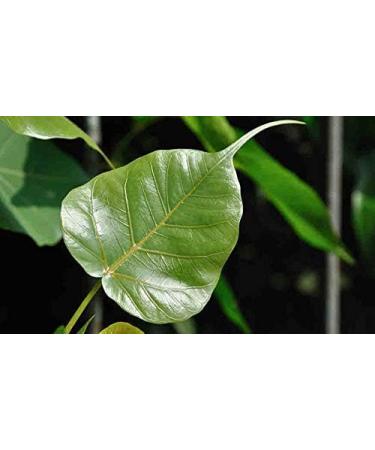 SS Arasa Ilai Powder | Peepal Leaves | Ficus Religiosa Leaf Sacred Fig | Pippalam Ila 300 gm - Buy Online on GoSupps.com