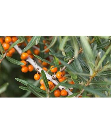 Indigo Herbs Organic Sea Buckthorn Powder 100g - Buy Online on GoSupps.com