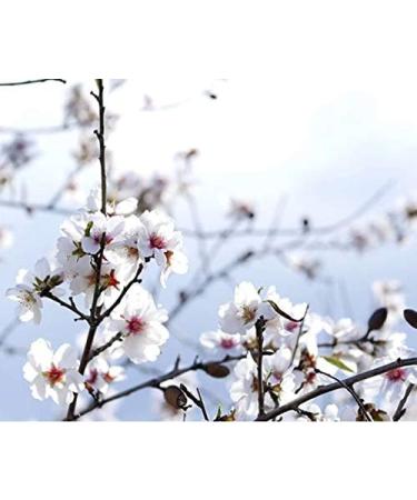 Almonds almond kernels Greek almonds premium quality ARISTOS 200 g - Buy Online on GoSupps.com