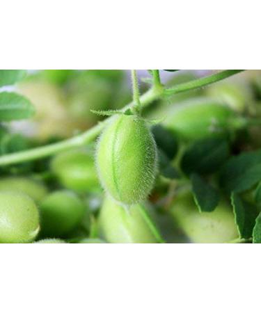 Organic Garbanzo Beans 10 Pounds | Non-GMO, Kosher, Raw, Sproutable | High Fiber, Protein & Copper | Food to Live - Buy Online on GoSupps.com