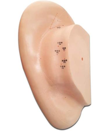 Acupuncture Ear Point Template - 40cm Acupuncture Ear Model - Large Reflection Zone Ear Point Template - for Medical Acupuncture - Buy Online on GoSupps.com