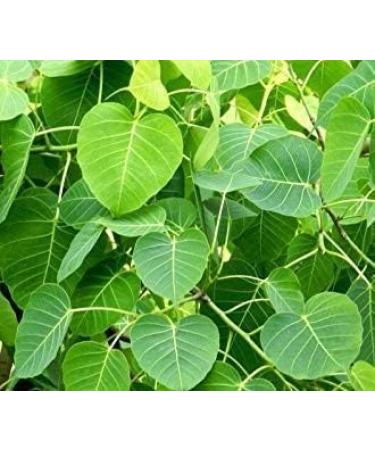 YANG Peepal Leaf Powder 200 g | Chili Vinegar | Ficus Religious | Sacred Fig (lot of 2 x 100 g) - Buy Online on GoSupps.com