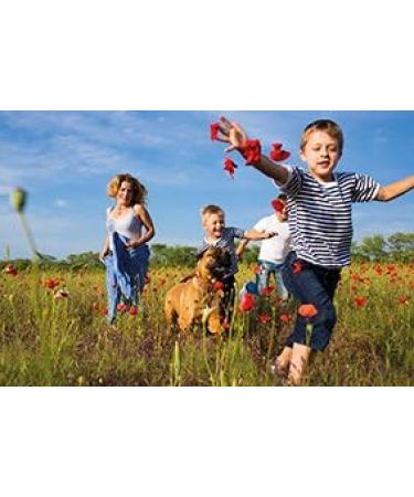 Insect Repellent for Dogs (200ml) 200 ml (Pack of 1) - Buy Online on GoSupps.com