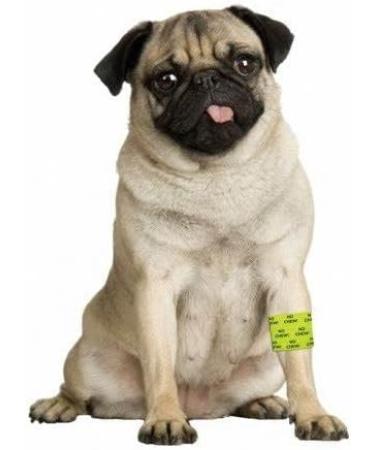 Petflex No Chew Bandage 5 cm 2x36 Inch (Pack of 1) - Buy Online on GoSupps.com