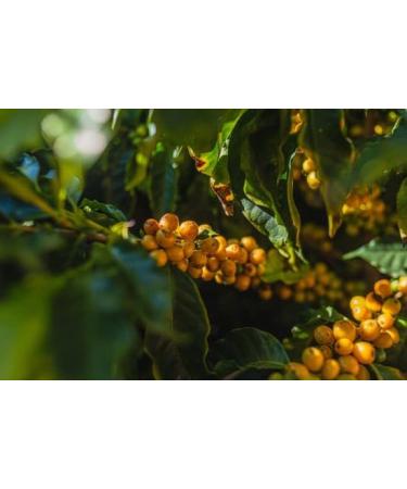 West End Coffee Roasters Brazil Fazenda Santa Lucia Top Grade Single Origin Medium Roast Whole Bean (12oz/340.2g x 3) Brazil Fazenda Santa Lucia - med roast 113.33 g (Pack of 3) - Buy Online on GoSupps.com