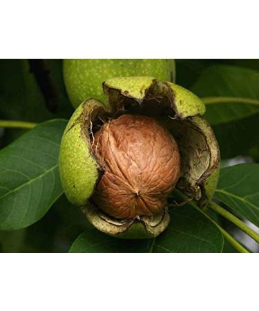 Buy Premium 10kg Walnuts - New Harvest 2022 from Chile | 34-36mm Chandler Variety | 100% Natural Vegan Gluten-Free Extra Large Thin Shell - Buy Online on GoSupps.com