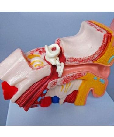 Human Ear Anatomy Ear Canal Human Ear Model Otolaryngology Organ Teaching Ear Middle and Inner Ear Auditory - Buy Online on GoSupps.com
