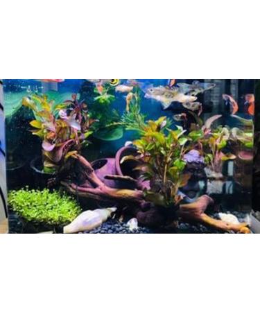 Orgmemory Ceramic Fish Tank Cave Decorations - 2 Pieces | Aquarium Accessories for Aquatic Animals - Buy Online on GoSupps.com