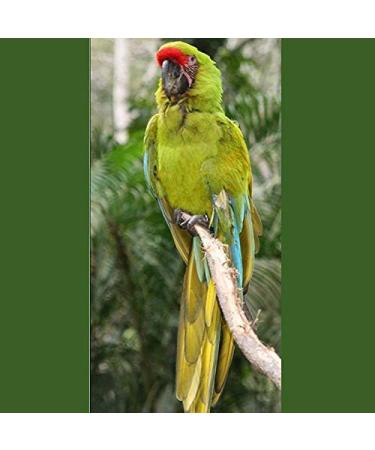 Buy Mifive Adjustable Pet Bird Dishes & Leash - Anti-Bite Training Rope for Parrots | International Shipping Available - Buy Online on GoSupps.com