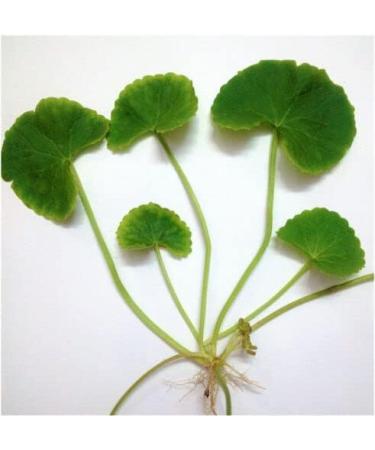 Buy Centella Asiatica Seeds (50) - Premium Gotu Kola & Thankuni Pata for International Shipping - Organic Herbal Remedies - Buy Online on GoSupps.com