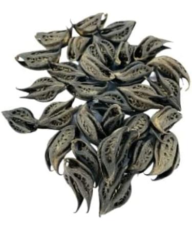 Devil's Claw Bat Head Root Devil's pod Vampire Root for puja 200 GM - Buy Online on GoSupps.com
