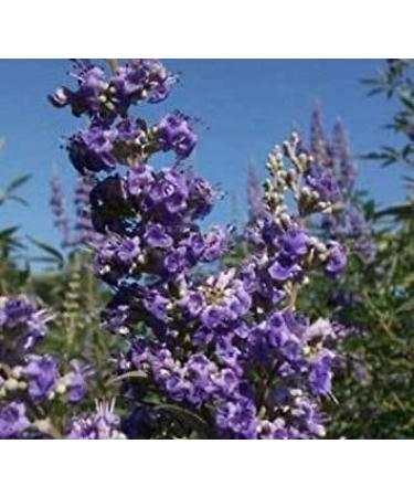 VISA STORE Vitex Agnus Chaste seeds 30 seeds