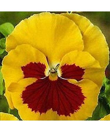 Blooms A 03g approx 250 Violet Seeds Yellow en Red Bright Yellow with Li