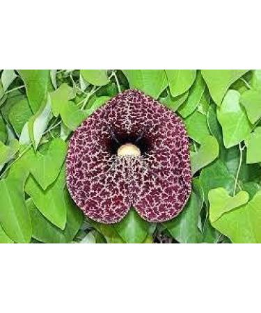 SHN Aadu Thinna Paalai Powder 200g | Iswar Mul | Aristolochia Bracteolata | Worm Killer Powder (Pack 2x100g) - Buy Online on GoSupps.com