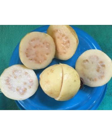 5 semi di messicani semi Crema Guava Superior Taste frutta le