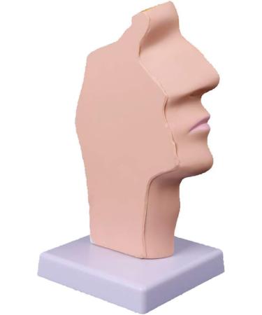 Human Nasal Anatomy Model Pathology Nose Otolaryngology Model Human Nasal Cavity Model Medicine Teaching - Buy Online on GoSupps.com