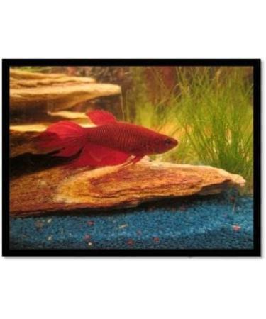 Wyskont Slate Stones - 5kg Rainbow Aquarium & Terrarium Decoration - Natural Stone Accessories for Aquascaping & Caves - Buy Online on GoSupps.com