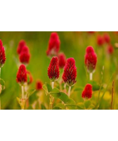 safinel Red clover whole flowers dried 50 g - Buy Online on GoSupps.com