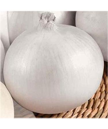 5g120 Belaya Koroleva Onion Seeds