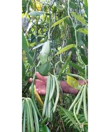 Royal Brand 10-Pod Pack: Vanilla Bourbon Madagascar (14-20cm) - Buy Online on GoSupps.com