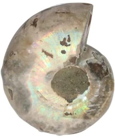Third Eye Crystals Ammonite Fossil Carved Gemstone - Natural Crystal Stone for Home Decoration & Aquarium - Decorative Sculpture & Gift - Buy Online on GoSupps.com