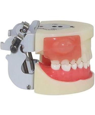 Professional Dental Model for Incision & Drainage of Abscess - Ideal for Students & Educators | International Shipping - Buy Online on GoSupps.com