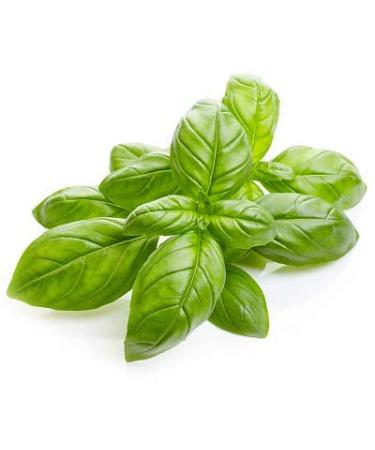 Basil Aromatherapy Essential Oil - 1/2 oz - Buy Online on GoSupps.com