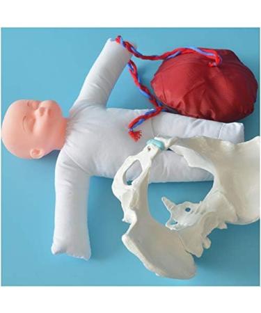 Slrmkk Female Pelvic Model for Birth Screening - Realistic Baby Pool & Removable Placenta Cord - Ideal Educational Tool for Anatomical Studies - Buy Online on GoSupps.com
