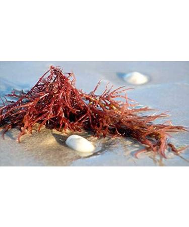 Indigo Herbs Agar Agar Powder Organic 50g - Buy Online on GoSupps.com