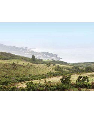 Tuna Fillets in Water - Natural Tuna Fillets 6 x 120g | Tenorio - Premium Quality from Portugal | Buy Online Worldwide - Buy Online on GoSupps.com