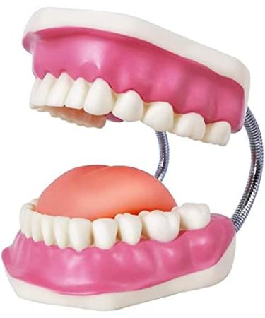 EVOTECH SCIENTIFIC Dental Care Model - Giant Toothbrush 32 Teeth | Ideal Children's Dental Education Tool - Buy Online on GoSupps.com