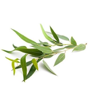 Wild Eucalyptus Leaf Tea 36 Bleach-Free Tea Bags - Buy Online on GoSupps.com
