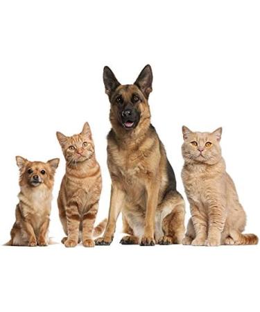 Omega 3 for Cats chewable - Omega 3 Fatty ACIDS for Pets - Dogs and Cats - Premium Health - Anti inflammatory for Cats - 180 Softgels (1 Bottle) - Buy Online on GoSupps.com