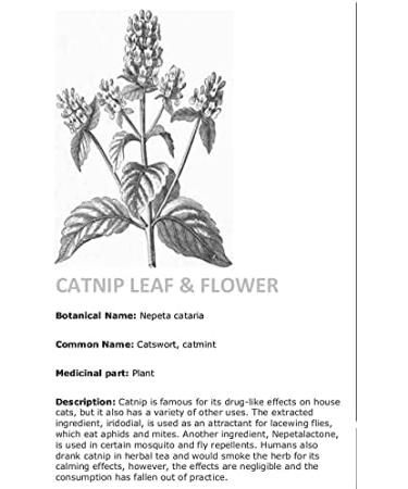 Catnip Organic Premium Blend | Fresh and Dried Safe for Cats | Natural Cat Treat Better for The Environment Better for Your Cat | Buddy Bits Made in Canada (Medium Size Bag) - Buy Online on GoSupps.com