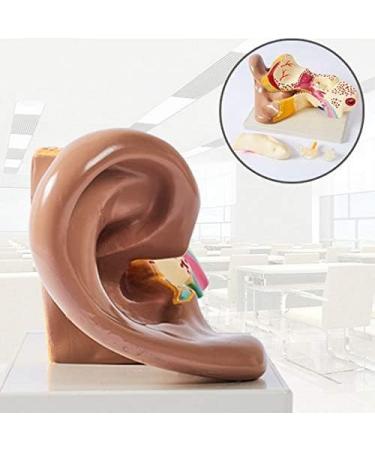 Unisex Adult Oversized Ears Model 29x17cm PVC Plastic Removable Model anatomiesystem for Medical - Buy Online on GoSupps.com