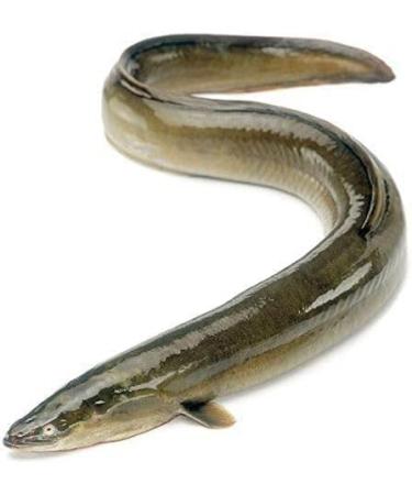 WENXUANSU:Canned roasted eel 20 cans total net weight 2000 grams (100gX20 tins) - Buy Online on GoSupps.com